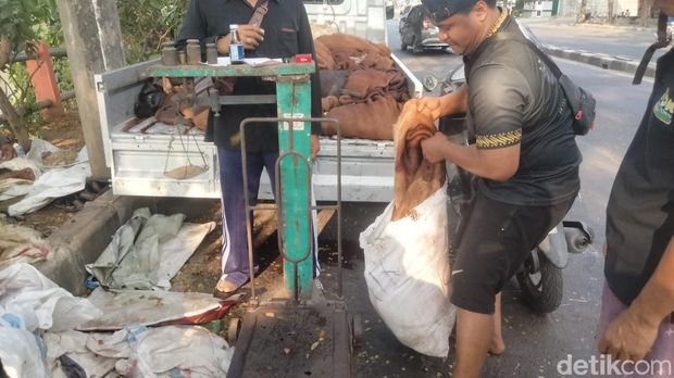 pengepul kulit hewan kurban