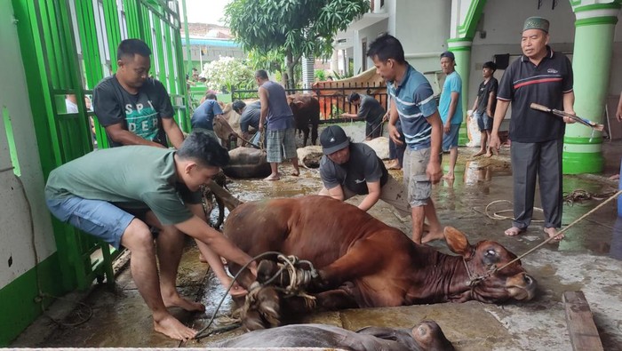 penyembelihan hewan kurban Idul Adha