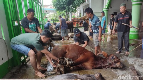 penyembelihan hewan kurban Idul Adha