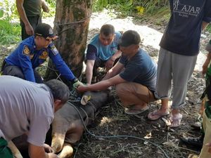 Sapi di Bandung Mengamuk Saat Akan Disembelih
