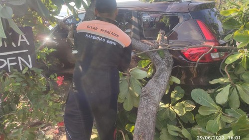 Pohon tumbang menimpa mobil di Buleleng, Kamis (29/6/2023).