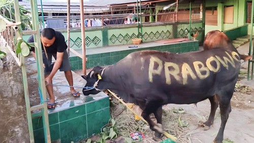 Sapi kurban Prabowo Subianto di NTB.