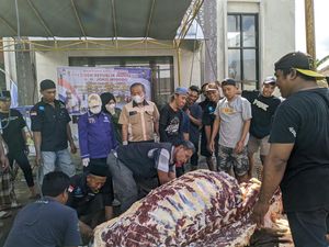 Sapi Jumbo Sumbangan Jokowi Disembelih, Jadi Tontonan Anak-anak