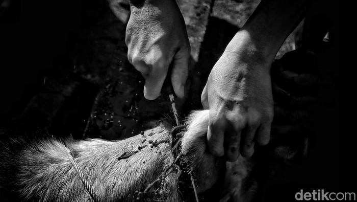 Umat Muslim memotong hewan kurban di Masjid Al Ishlah, Otista, Jatinegara, Jakarta Timur,  Kamis (29/6/2023).
