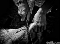 Bolehkah Perempuan Menyembelih Hewan? Ini Hukumnya Menurut Islam