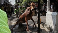 Sejumlah petugas kurban berusaha merebahkan sapi yang akan disembelih. Hari ini umat Muslim merayakan salah satu hari besar keagamaannya, yaitu Idul Adha. Masyarakat juga mengenalnya dengan Lebaran Haji atau Idul Qurban.