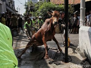 Prosesi Pemotongan Hewan Kurban di Jakarta Timur