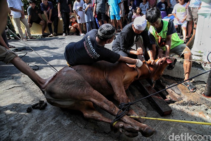 Umat Muslim memotong hewan kurban di Masjid Al Ishlah, Otista, Jatinegara, Jakarta Timur,  Kamis (29/6/2023).