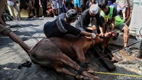 Sapi yang berhasil direbahkan lalu disembelih. Disebut Lebaran Haji, sebab bertepatan dengan pelaksanaan ibadah haji.