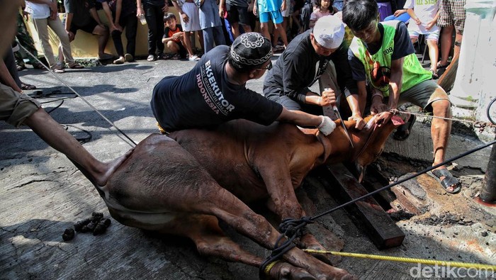 Umat Muslim memotong hewan kurban di Masjid Al Ishlah, Otista, Jatinegara, Jakarta Timur,  Kamis (29/6/2023).