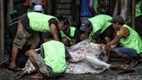 Sejumlah petugas kurban mulai menguliti dan memotong daging hewan kurban. Sementara, disebut Idul Qurban juga karena umat Islam meneladani kisah Nabi Ibrahim AS yang diperintahkan oleh Allah SWT untuk mengorbankan anaknya sendiri, yaitu Nabi Ismail AS.