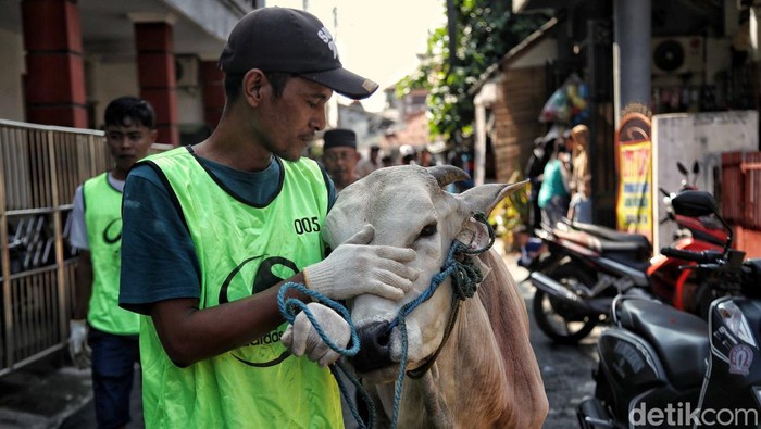 Prosesi Pemotongan Hewan Kurban di Jakarta Timur Umat Muslim memotong hewan kurban di Masjid Al Ishlah, Otista, Jatinegara, Jakarta Timur, Kamis (29/6/2023).