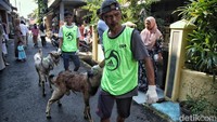 Tidak hanya sapi, masjid ini juga menyembelih kambing. 