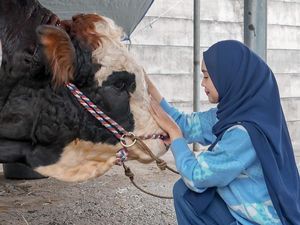 Momen Yu Brik Mai Hat Brik My Haff Ria Ricis dan Sapi Kurban