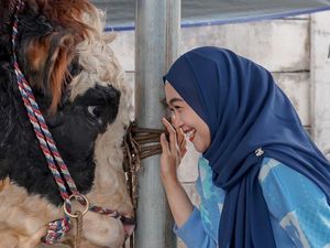 Pesan Terakhir Ria Ricis ke Hayabusa, Sapi Kurban Berambut Putih