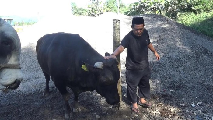 Sapi jenis wagyu yang dikurbankan warga Subang.