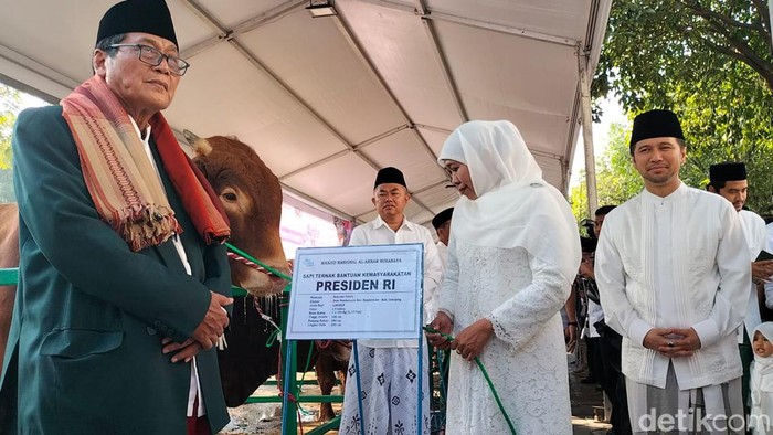 Sapi jokowi di Surabaya