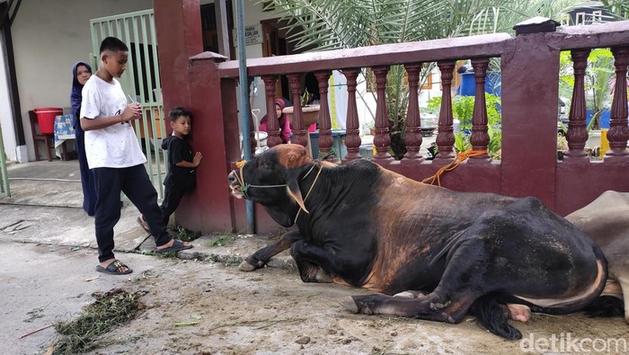 Mendagri Tito Karnavian rutin sumbang sapi di Palembang.