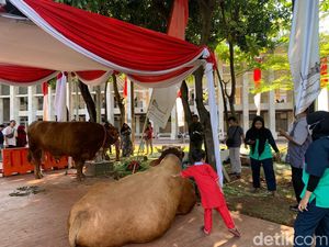 Penampakan Sapi Kurban Jokowi dan Maruf Amin di Istiqlal