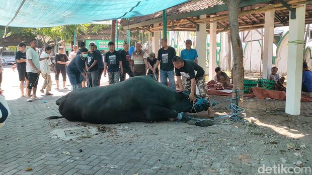 Sapi kurban Jokowi di Masjid Al Wustho Mangkunegaran susah ditaklukkan, Kamis (29/6/2023). Belasan orang pun akhirnya turun tangan.