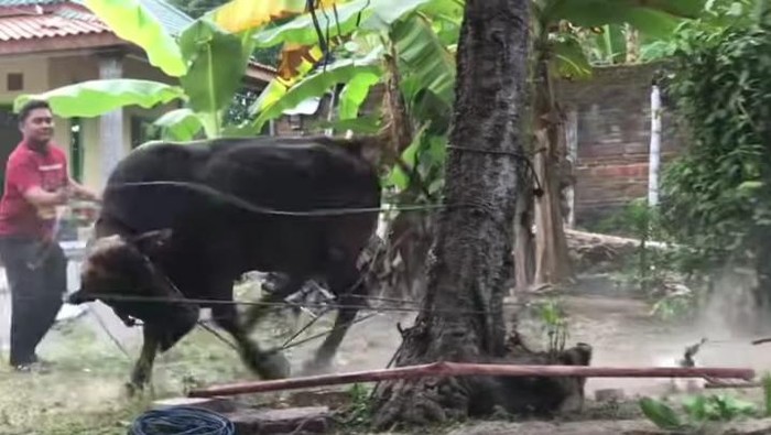Sapi kurban lepas di Desa Munggung, Kecamatan Karangdowo, Klaten, Kamis (29/6/2023).