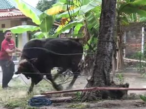 Sapi di Klaten Ngamuk Rusak Kamar Mandi Usai Lihat Warga Berbaju Merah