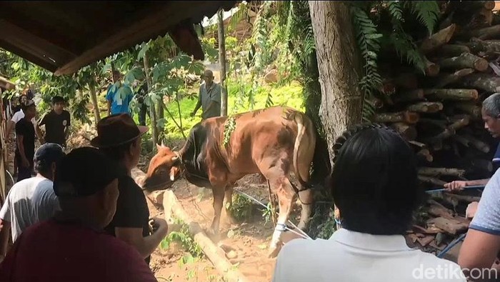 Sapi kurban mengamuk di Bandar Lampung berhasil ditangkap. (Tommy Saputra/detikSumbagsel))