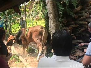 Serba-serbi Hari Raya Kurban, Sapi Hilang-Ngamuk karena Suara Motor