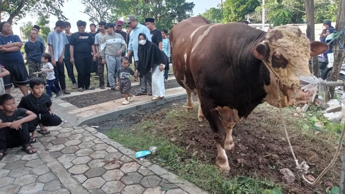 Sapi kurban milik Anies Baswedan. (Dok. istimewa)