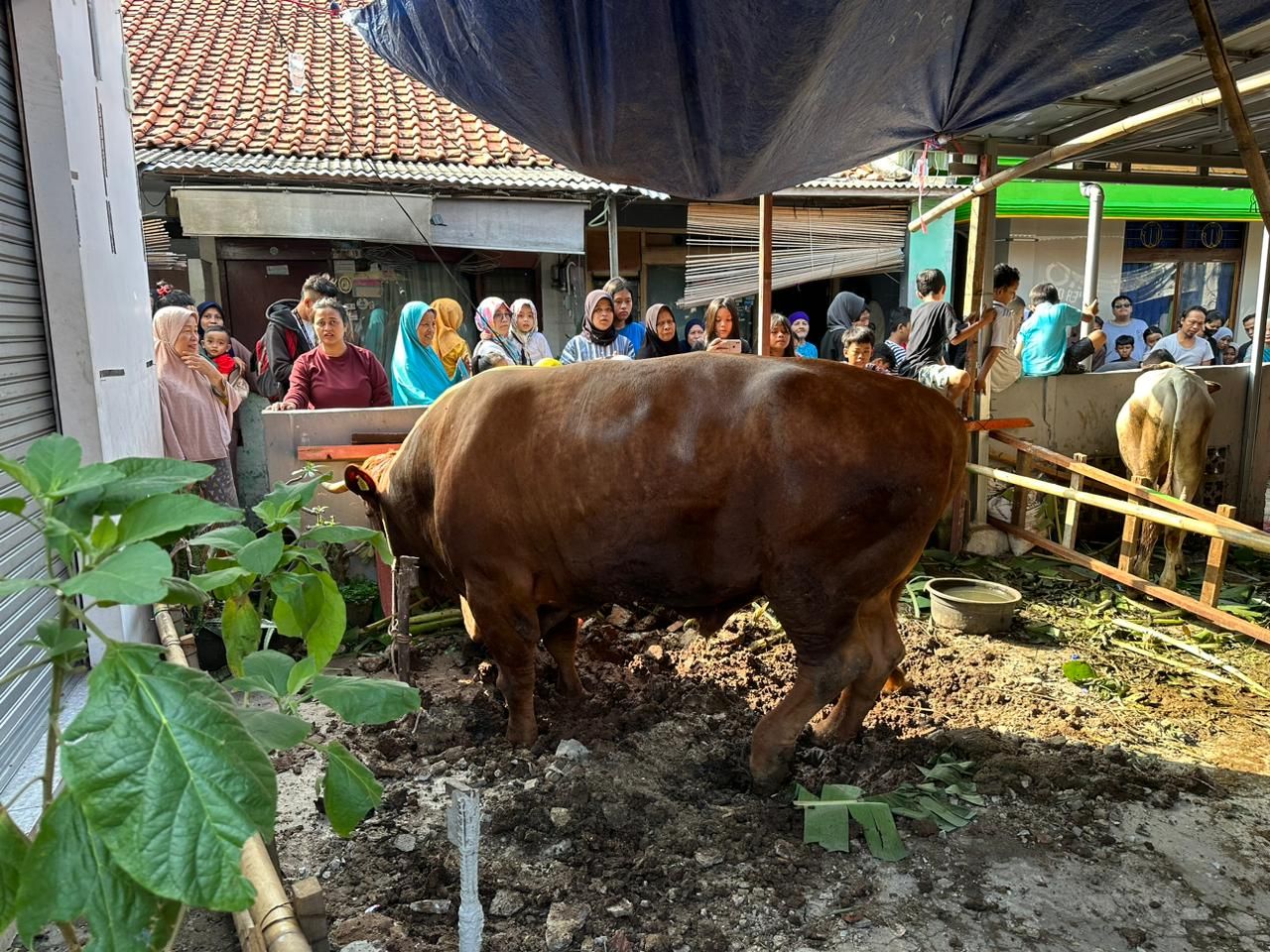 Sapi kurban Once Mekel sebelum disembelih.