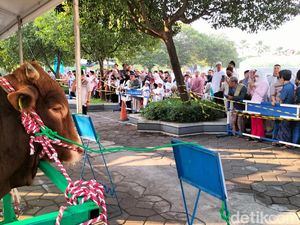 Sapi Kurban Presiden Jokowi Jadi Primadona di Masjid Al-Akbar Surabaya