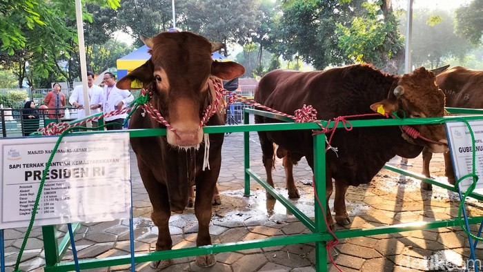 Sapi kurban Presiden Jokowi jadi primadona di Masjid Al-Akbar Surabaya