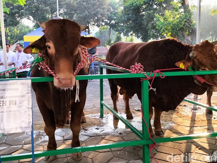 Sapi kurban Presiden Jokowi jadi primadona di Masjid Al-Akbar Surabaya
