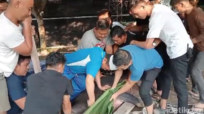 Sapi kurban disembelih.
