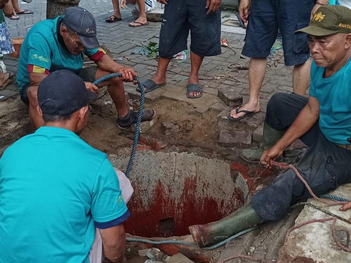 sapi lepas terperosok lubang limbah