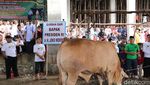Antusiasme Warga Bangka Saksikan Penyembelihan Hewan Kurban dari Jokowi