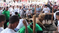 Daging sapi kurban Jokowi didistribusikan ke 23 RT di desa tersebut. (Foto: Deni Wahyono/detikSumbagsel)