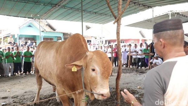 Antusiasme Warga Bangka Saksikan Penyembelihan Hewan Kurban dari Jokowi