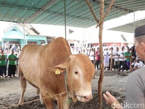 Warga Bangka Antusias Tonton Penyembelihan Sapi Kurban Jokowi