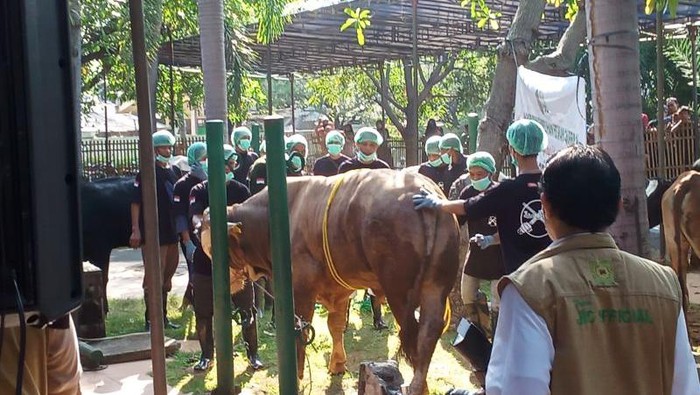 Sapi milik Penjabat Gubernur DKI Jakarta Heru Budi Hartono yang hendak disembelih saat penyembelihan hewan kurban di Jakarta Islamic Center, Kecamatan Koja, Jakarta Utara pada Kamis (29/6/2023). (ANTARA/Farhan Arda Nugraha)