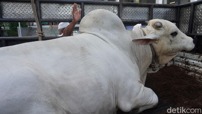 Sapi seberat 1 ton yang disumbangkan Prabowo Subianto untuk Masjid Agung Medan.