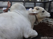 Berikut Ini Orang-orang yang Berhak Menerima Daging Kurban, Yuk Disimak!