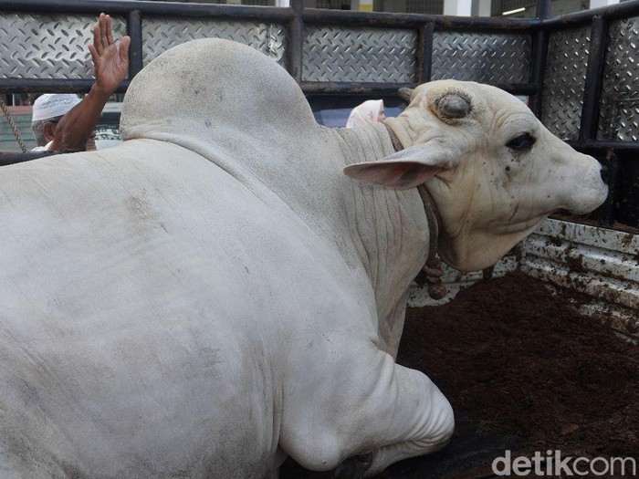 Sapi seberat 1 ton yang disumbangkan Prabowo Subianto untuk Masjid Agung Medan.