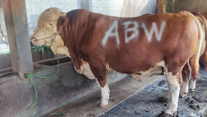 Sapi Wonogiri yang dipesan oleh staf bacapres Anies Baswedan.