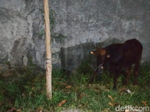 Duh! Sapi Kurban Lepas dan Keluyuran Sampai di Swalayan Klaten