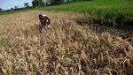 Sedih! Hama Serang Padi, Petani Terpaksa Gagal Panen