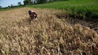 Petani memotong tanaman padi siap panen yang terserang hama wereng di Plosogeneng, Kabupaten Jombang, Jawa Timur, Rabu (28/6/2023). 