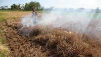 Serangan hama wereng pada tanaman padi berusia 40 hari hingga 60 hari di kawasan setempat yang mencapai tiga hektar menyebabkan gagal panen. 