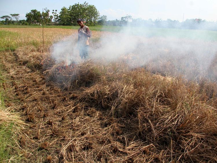 Sedih! Hama Serang Padi, Petani Terpaksa Gagal Panen