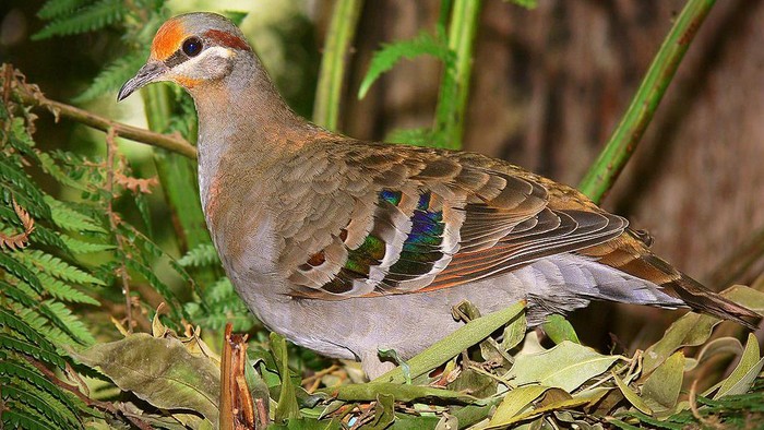 Spesies merpati endemik Australia yang memiliki daging beracun